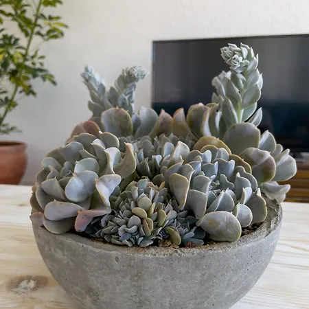 Διαμέρισμα Mesude Hanim 